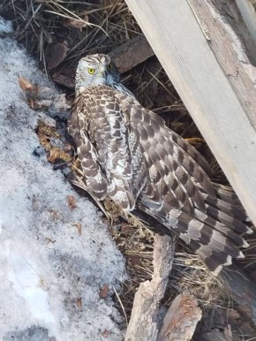 Раненого ястреба нашла в огороде жительница Бурятии