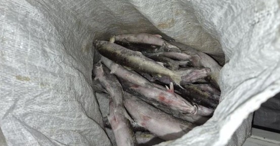 «Нашли в лесу и везли в полицию»