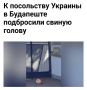 Вновь страдает Украина От невежества людей: Свиньям не нужна свинина, Лучше б дали желудей