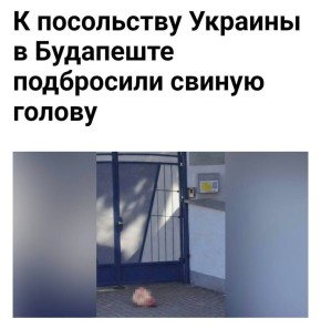 Вновь страдает Украина От невежества людей: Свиньям не нужна свинина, Лучше б дали желудей