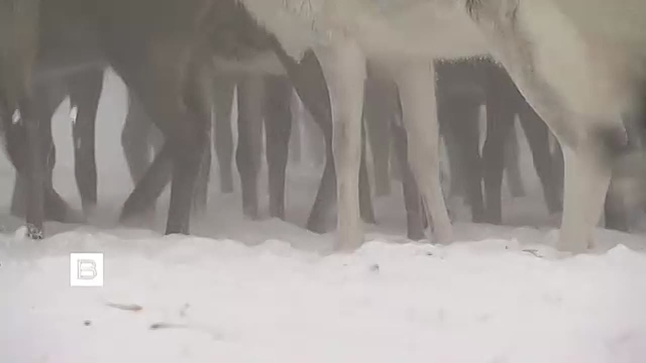 Всю зиму загонщики оленей из числа коренных народов Кольского полуострова следили за животными и отгоняли хищников