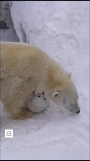 � ������������� �������� ����� ��������� ����� ������ ����������