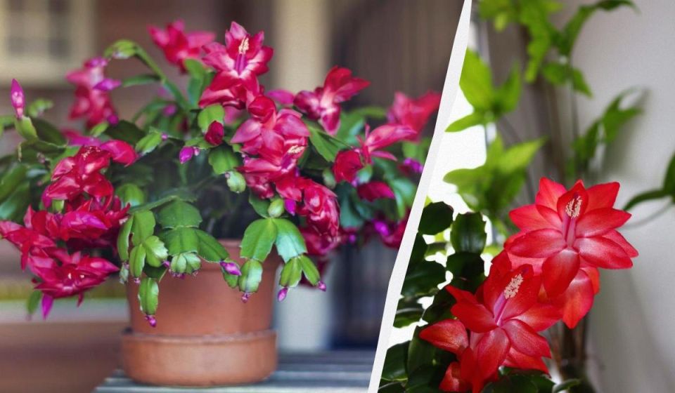 ������� ���� ����� ��������� ���������� - ������� �������� �������